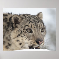Schneeleopard (Uncia uncia) 2