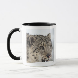 Schneeleopard (Uncia uncia) 2 Tasse