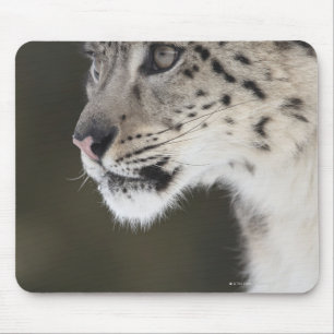 Schneeleopard (Uncia uncia) Mousepad