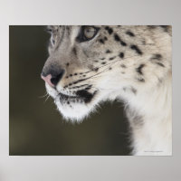 Schneeleopard (Uncia uncia)