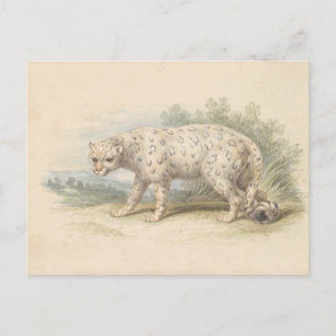 Schneeleopard von Charles Hamilton Smith Postkarte