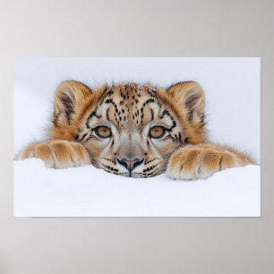 Schneeleopard Wildtier Natürliche Umgebung Poster