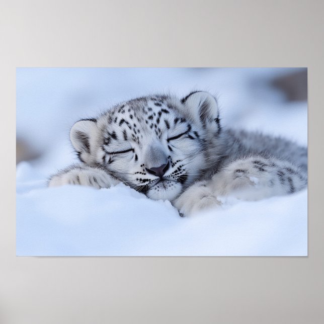 Schneeleopard Wildtier Natürliche Umgebung Poster (Vorne)