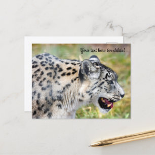 Schneeleoparden-Postkarte Postkarte