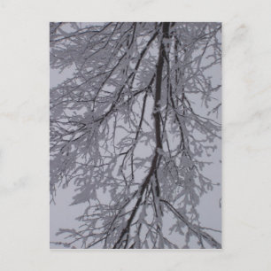 Schneemuster in den Bäumen Postkarte