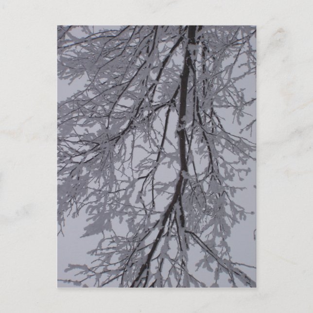 Schneemuster in den Bäumen Postkarte (Vorderseite)