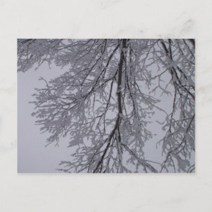 Schneemuster in den Bäumen Postkarte