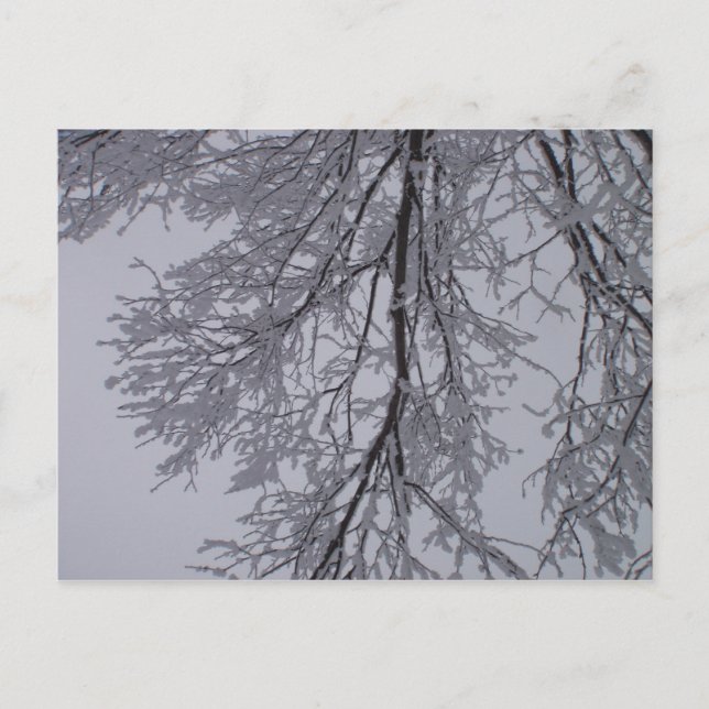 Schneemuster in den Bäumen Postkarte (Vorderseite)