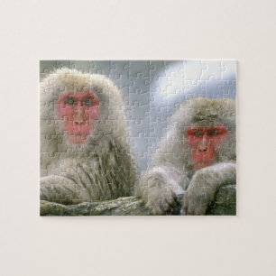 Schneenaffen-Paar, Japanischer Makak, Puzzle