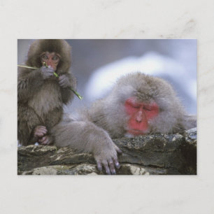 Schneenaffenmutter und -kind, Jigokudani, Nagano, Postkarte