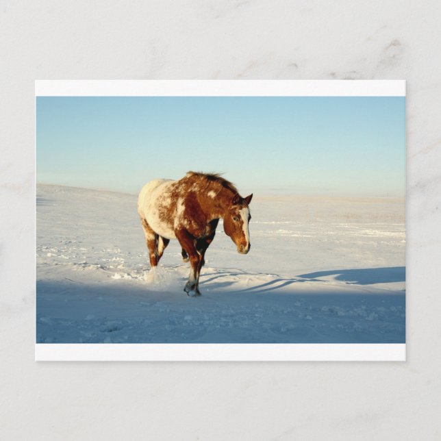 Schneepferd Postkarte (Vorderseite)