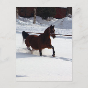 Schneepferd Postkarte