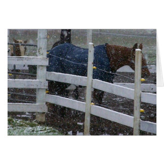 Schneepferde