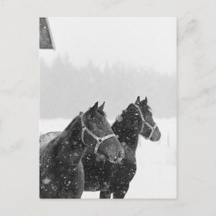Schneepferde Postkarte
