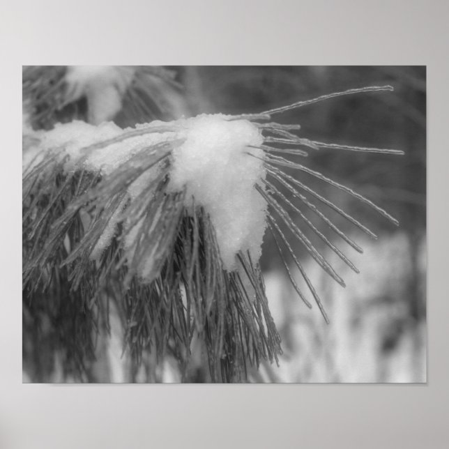 Schneepinsel Schwarz-weiße Natur drucken Poster (Vorne)