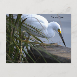 Schneeregenpfeifer Foto-Postkarte Postkarte