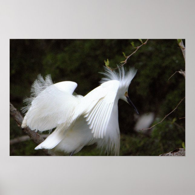 Schneereiger-Plakat Poster (Vorne)