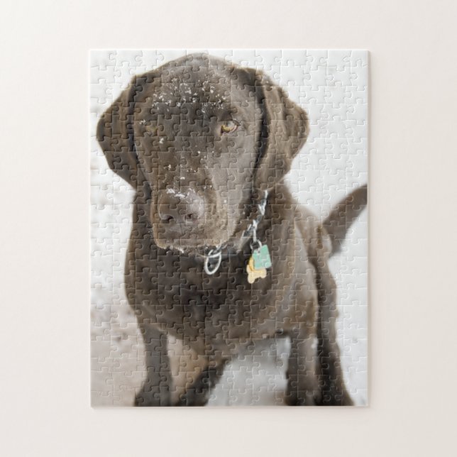 Schneeschokolade Labrador Fotografie Puzzle (Vertikal)
