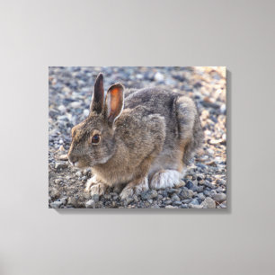 Schneeschuh-Hare-Foto Leinwanddruck