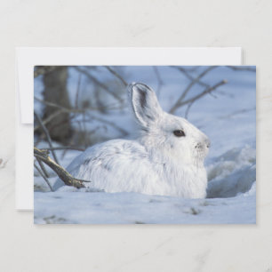 Schneeschuh-Hare im Schnee Feiertagskarte