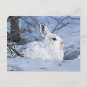 Schneeschuh-Hare im Schnee Feiertagspostkarte