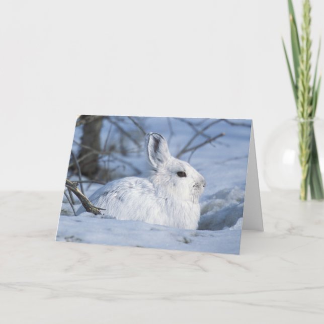 Schneeschuh-Hare im Schnee ruhen Feiertagskarte (Vorderseite)