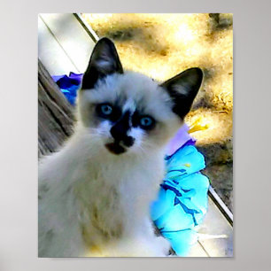 Schneeschuhkatze Poster