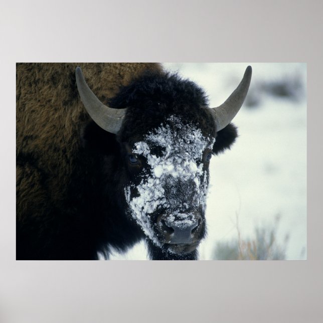 Schneeverdecktes Buffalo Poster (Vorne)