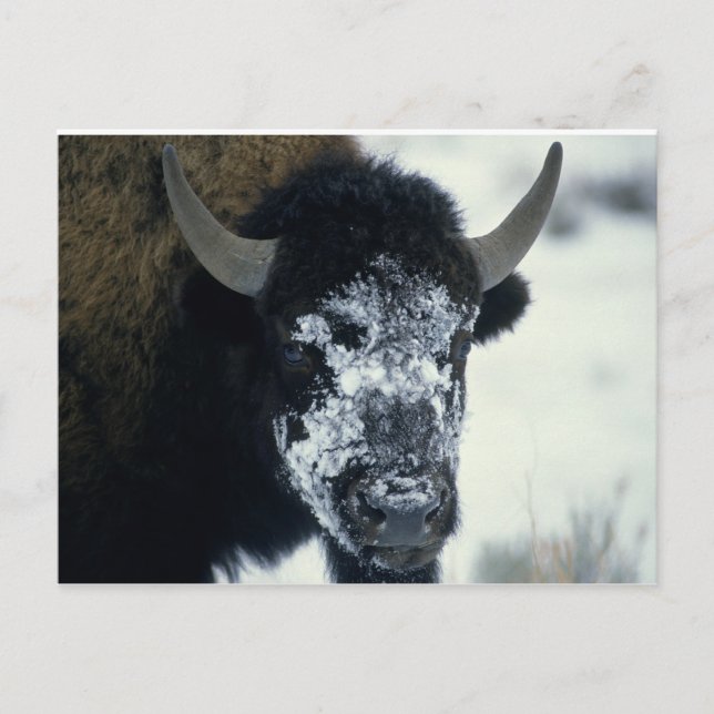 Schneeverdecktes Buffalo Postkarte (Vorderseite)