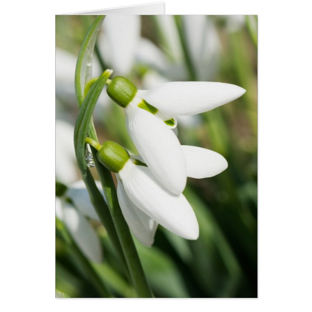 Schneeverfahren-Blume (Vorne)