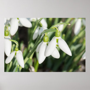Schneeverfahren-Blume Poster