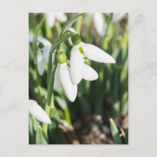 Schneeverfahren-Blume Postkarte