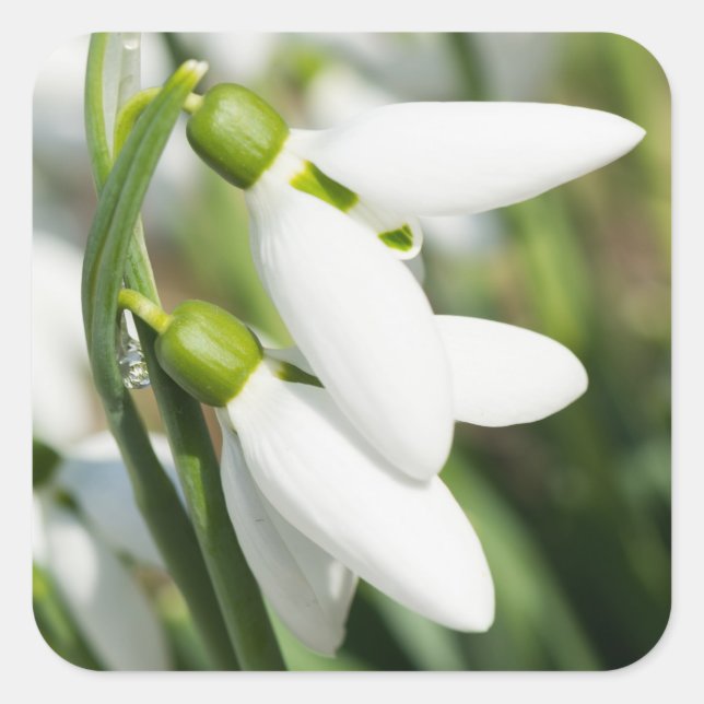 Schneeverfahren-Blume Quadratischer Aufkleber (Vorderseite)