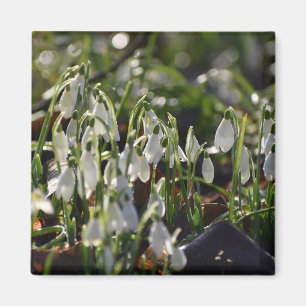 Schneeverfahren Magnet