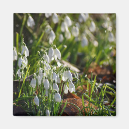 Schneeverfahren Magnet