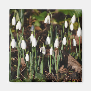 Schneeverfahren Magnet