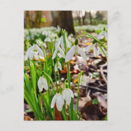 Schneeverfahren Postkarte