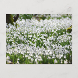 Schneeverfahren Postkarte