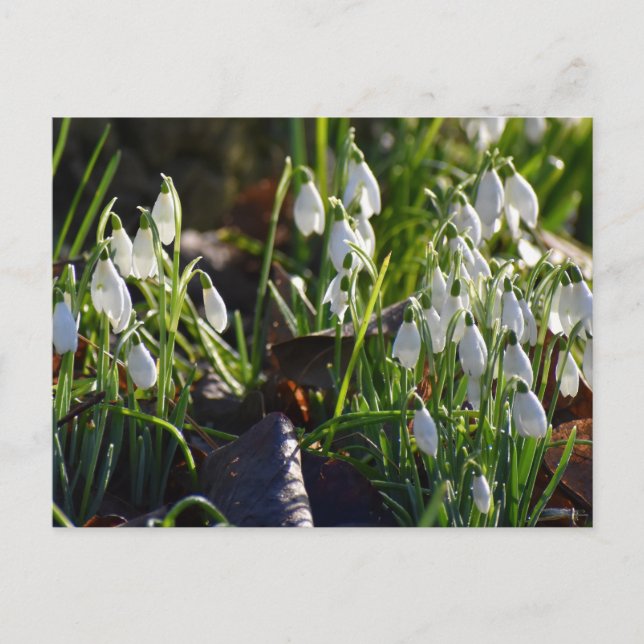 Schneeverfahren Postkarte (Vorderseite)
