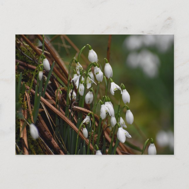 Schneeverfahren Postkarte (Vorderseite)