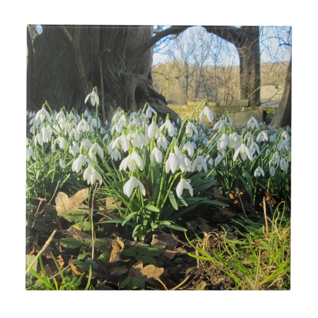 Schneeverfahren unter einem englischen Baum - Kera Fliese (Vorderseite)