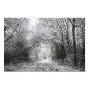 Schneewald (8656) fotodruck