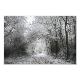 Schneewald (8656) fotodruck