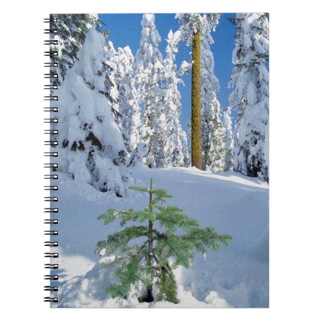 Schneewald in Oregon Notizblock (Vorderseite)