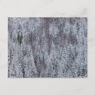 Schneewald, Mt. Rainier Nationalpark Postkarte