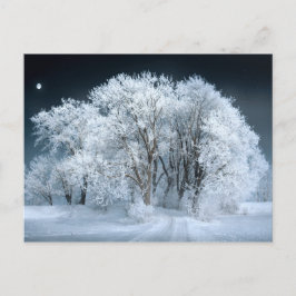 Schneeweg durch Mattierte Bäume Postkarte