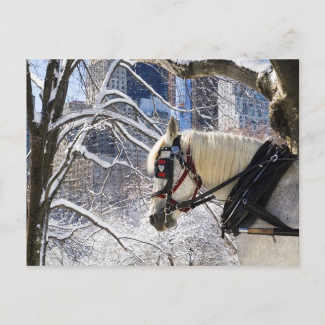 Schneewinterpferd im Zentralpark Postkarte (Vorderseite)