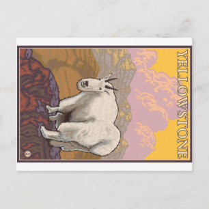 Schneeziege - Yellowstone Nationalpark Postkarte