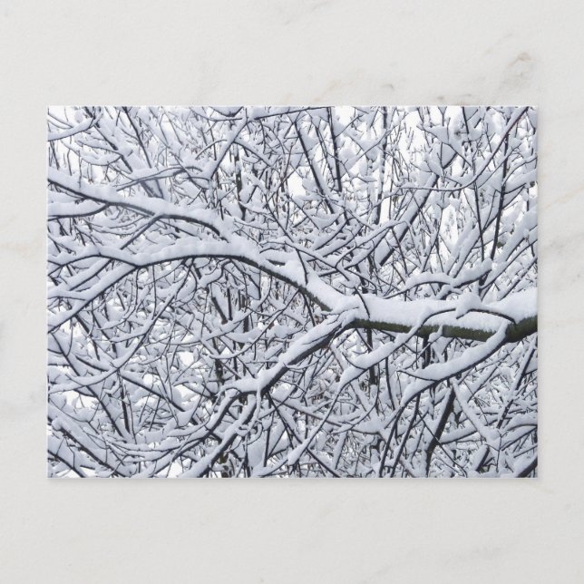 Schneezweige Postkarte (Vorderseite)
