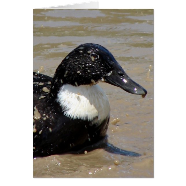 Schnell die Ente (Vorne)